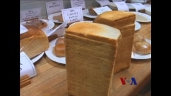 改良黄色木薯 抵抗营养不良