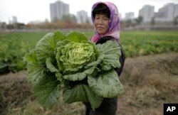 FILE - A farmer carries a fully grown cabbage after plucking it out from the main crop near Pyongyang, North Korea. Severe famines in the 1990s that killed more than three million North Koreans were made worse by the communist government’s restrictive agricultural system.
