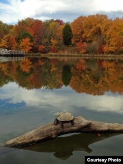 A turtle enjoys the sun on a chilly autumn day at a park in Virginia. (Diaa Bekheet/VOA)