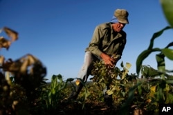FILE - Farmer Diogenes Cheveco, 73, picks beans on unused government land that farmers are allowed to use to grow food and raise livestock, on the outskirts of Havana, Cuba, March 3, 2015.