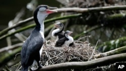 In this March 22, 2017 photo, two shag chicks sit on a nest with their mother at Zealandia in Wellington, New Zealand. (AP Photo/Mark Baker)