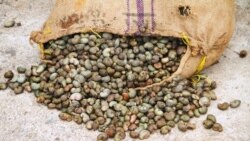 រូបឯកសារ៖ គ្រាប់ស្វាយចន្ទីស្ងួតត្រូវបានច្រកក្នុងបាវ នៅរោងចក្រ Fludor ក្នុងតំបន់ទីប្រជុំជន Zogbodomey នៃប្រទេសបេណាំង កាលពីថ្ងៃទី ២៩ ខែមីនា ឆ្នាំ ២០១៩។