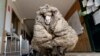 Sheep with 35 Kilograms of Wool Finally Gets a Haircut