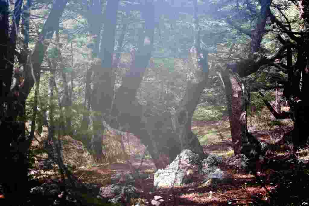 High atop the Shouf Cedar Nature Reserve at 2,000 meters altitude, some ancient cedars are over 1,000 years old (V. Undritz for VOA)