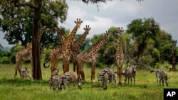 FILE - Giraffes and zebras congregate under the shade of a tree in the afternoon in Mikumi National Park, Tanzania, March 20, 2018.