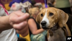 In this Feb. 12, 2018, file photo, Emmy, a harrier, keeps her eyes on a treat offered to her by handler Mike Gowen in the benching area before competing in the 142nd Westminster Kennel Club Dog Show in New York. (AP Photo/Mary Altaffer, File)