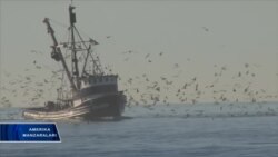 Baliqchilar iqlimdagi o'zgarishlardan nolimoqda