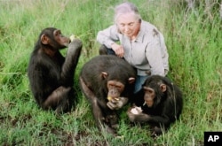 FILE - Jane Goodall and three of her chimps ear Nanyuki, 170 kms north of Nairobi December 6, 1997. (AP Photo/Jean-Marc Bouju)