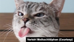 Nala, the most famous cat on the internet, with more than 4 million followers on Instagram. 