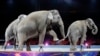Gajah Tampil Terakhir Kalinya dalam Sirkus Ringling Bros.
