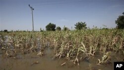 Wasu daga cikin gonnakin da ambaliyar ruwa ta mamaye a watan Satumban bara, wacce kuma ta tada mutane milyan 2 daga gidajensu.