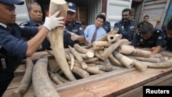 Malaysian customs officers show elephant tusks which were recently seized in Port Klang outside Kuala Lumpur December 11, 2012.