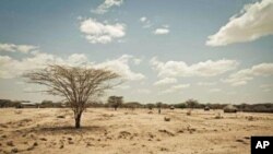La région de Turkana, au Kenya, offre un exemple des effets de la sécheresse en Afrique