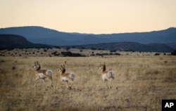 A group of pronghorn run across a meadow after being released on Forest Service land outside of Fort Stanton, near Capitan, New Mexico, Tuesday, Jan. 14, 2014.