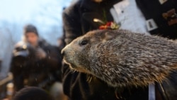 Mrmot Panksatoni Fil koji "prognozira" kada će proleće