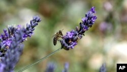 FILE - A bee gathers nectar of lavender from a field in Sederon, near Carpentras, southern France, Aug. 27, 2014. (AP Photo/Claude Paris)