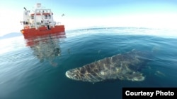 Scientists examine a Greenland Shark. Credit: Julius Nielson
