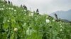Myanmar Activists Say Destruction of Opium Fields Blocked
