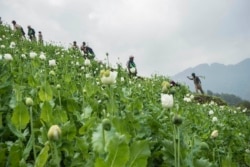 FILE - Community-based anti-narcotic campaigners destroy a poppy cultivation near Lone Zar village in northern Kachin State, Myanmar, Feb. 6, 2016.