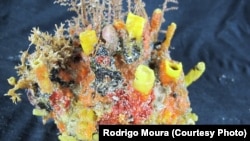 Amazing Amazon Hides Coral Reef