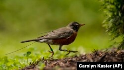 An antenna from an Argos satellite tag extends past the tail feathers of an American robin as it darts around a front lawn in Cheverly, Md., Sunday, May 9, 2021. (AP Photo/Carolyn Kaster)