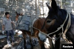 A worker unloads bricks from mules at the Jiankou section of the Great Wall, in Huairou District, north of Beijing, China, June 7, 2017. "The path is too steep and the mountains are too high, so bricks can only be transported by mules," said local mule owner.