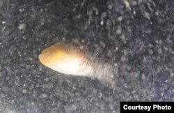 The Gymnotus omarorum, an electric species, in its native South American environment, is nestled in the roots of floating plants called camalotes. (Angel Caputi)