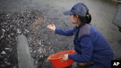 지난 4월 북한 평양메기공장의 양식장에서 직원이 메기 떼에 먹이를 주고 있다.