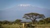 La plus haute montagne d'Afrique, le Mont Kilimandjaro en Tanzanie, se profile en arrière-plan au Kimana Wildlife Sanctuary dans le sud du Kenya, près de la frontière avec la Tanzanie, mardi 19 février 2013. (AP Photo/Ben Curtis)