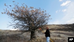 In this Oct. 28, 2019, photo, amateur botanist David Benscoter, of The Lost Apple Project, stands near a tree in the Steptoe Butte area near Colfax, Washington.