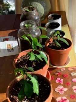 Vegetable seedlings and citrus plants appear in pots, jars and cans on a ledge inside a home in Westchester County, N.Y. on Feb. 4, 2021. (AP Photo/Julia Rubin)
