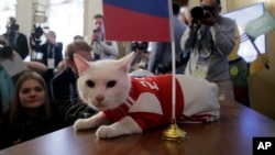 Achilles the cat, one of the State Hermitage Museum mice hunters, lies on a table after attempting to predict the result of the opening match of the 2018 FIFA World Cup between Russia and Saudi Arabia in St.Petersburg, Russia, Wednesday, June 13, 2018. (A