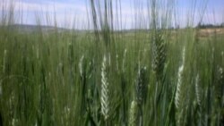 África prepara-se para minimizar o impacto das mudanças climáticas na agricultura - 13:00