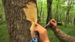 Wasps Recruited to Battle Invasive Beetle