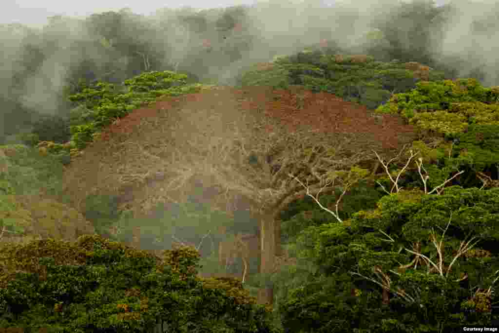 Moabi fruits are eaten, the bark is used for medicinal purposes and cooking oil is extracted from the seeds for sale and domestic use. (Credit: ©Wild-Touch, Sarah Del Ben, 2012)