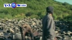 Ayı qurbanının sonuncu fotosu ~ Qoruğda nadir virus 3 adamı öldürdü