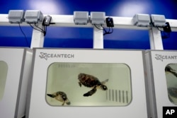 Sea turtles swim at a tank inside the Marine Rehabilitation center of the Abu Dhabi National Aquarium in Abu Dhabi, United Arab Emirates on June 13, 2023. (AP Photo/Kamran Jebreili)