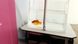 A goldfish navigates on land using a fish-operated vehicle developed by a research team at Ben-Gurion University in Beersheba, Israel, January 6, 2022. Picture taken January 6, 2022. (REUTERS/Ronen Zvulun)