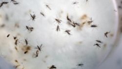 In this Feb. 11, 2016 file photo of aedes aegypti mosquitoes are seen in a mosquito cage at a laboratory in Cucuta, Colombia. (AP)