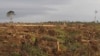 In southwest Cameroon, forests are razed for a palm oil plantation. (Courtesy Center for Environment and Development Cameroon) 