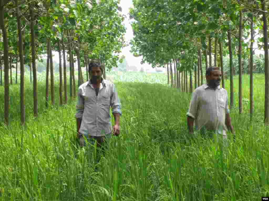Farmers Chaudhry Sukhvir Singh and Chaudhry Singh at a farm near the town of Indri in India&#39;s Haryana state. (Aru Pande/VOA) 