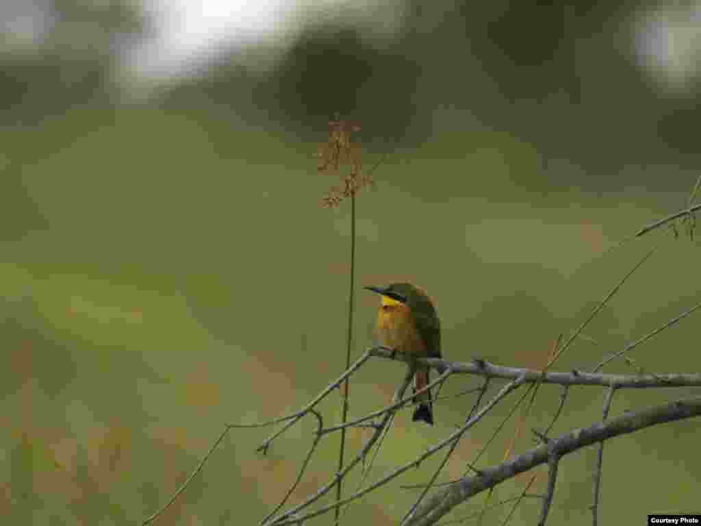 National Geographic Photo Camp, Botswana, 2009