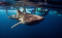 Hiu paus, ikan terbesar di dunia, di South Ari Atoll Maladewa 27 Agustus 2012. (Foto: Reuters / David Loh)