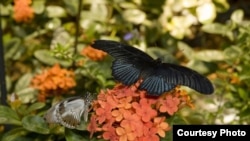 Butterflies at Smithsonian.