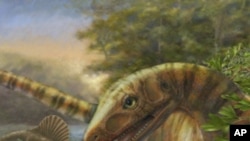 A life reconstruction of Asilisaurus kongwe, a close dinosaur relative, from the Middle Triassic of Africa.