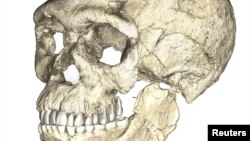 A composite reconstruction of the earliest known Homo sapiens fossils from Jebel Irhoud in Morocco, based on micro computed tomographic scans of multiple original fossils, is shown in this undated handout photo obtained by Reuters, June 7, 2017. 