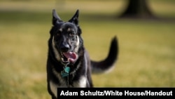 FILE - Major, one of the Biden family dogs, explores the South Lawn at the White House in Washington, Jan. 24, 2021.