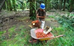 FILE - A worker collects harvested palm oil fruits at a plantation in Pangkalan Bun in Central Kalimantan, Indonesia, 19 Feb. 2010.