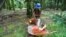 Aa worker collects harvested palm oil fruits at a plantation in Pangkalan Bun in Central Kalimantan, Indonesia, 19 Feb. 2010