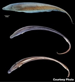 Akawaio penak. (Foto: Hernán López-Fernández)